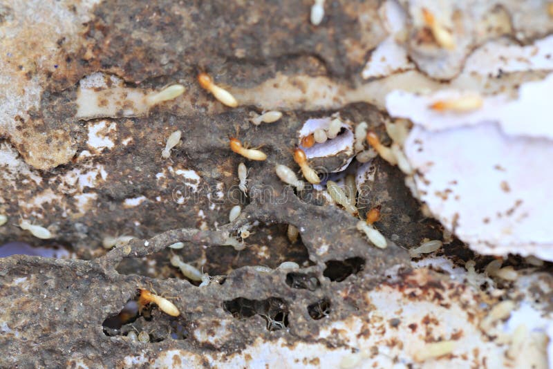 Termiten Die Holz Essen Stockbild Bild Von Termite 113528903