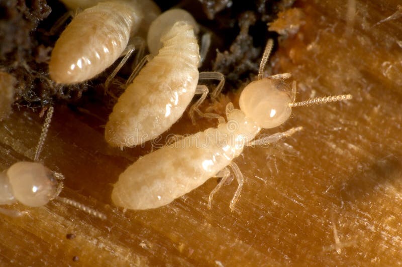 Termites royalty free stock images Termites royalty free stock images