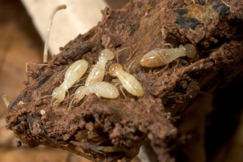 download grounded termite download grounded termite