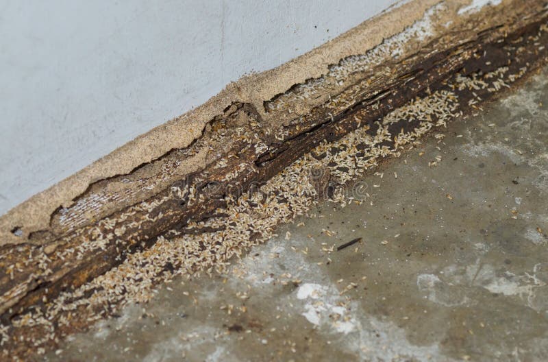 Termites royalty free stock image Termites royalty free stock image