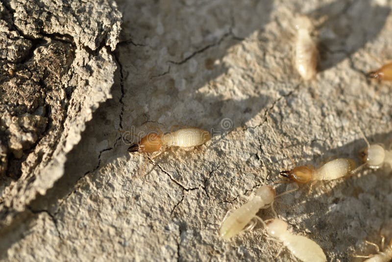 Termites Eat Wood House and Furniture. Stock Photo - Image of decorative, maintenance: 125569498 Termites Eat Wood House and Furniture. Stock Photo - Image of decorative, maintenance: 125569498