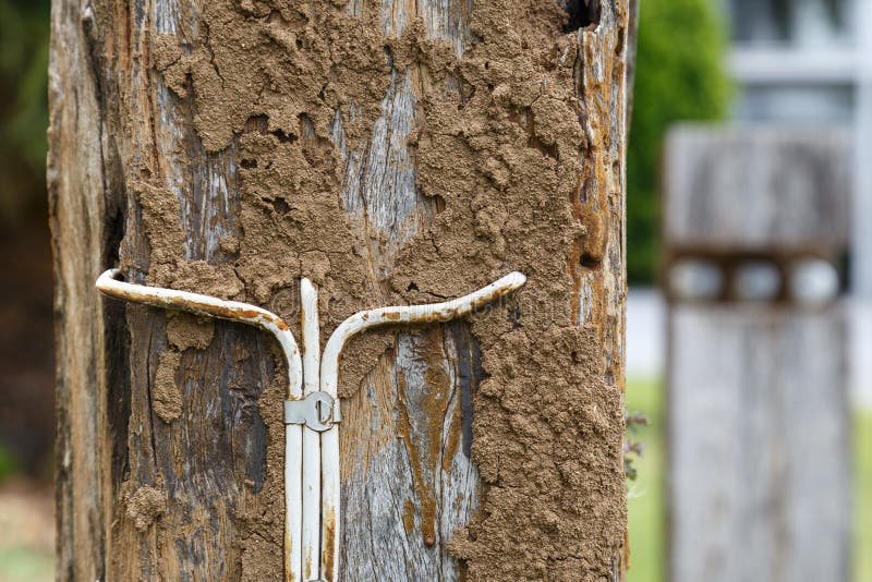 Termites eat wood surface. stock photo. Image of yellow 91202366