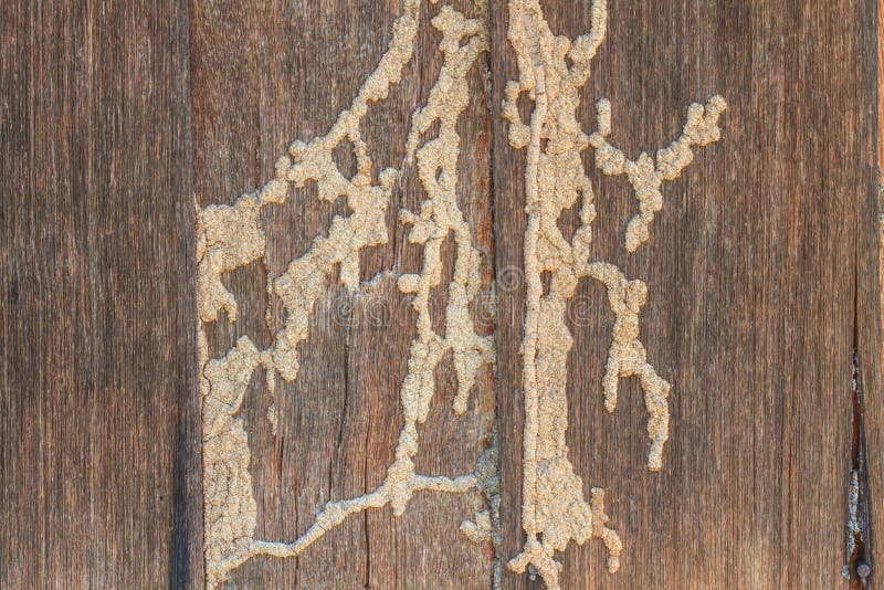 Termites eat wood surface stock photo. Image of block 76849396