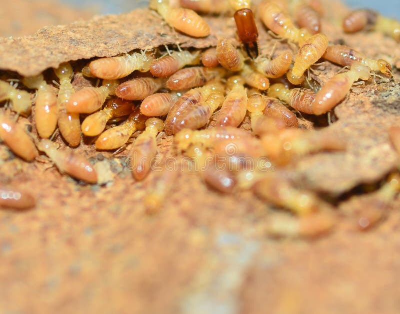 Termites stock photo. Image of nature, soil, subterranean 45329952