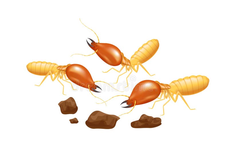 Featured image of post Cute Termites Eating Wood They rely on microbes living inside their guts to digest cellulose the main carbohydrate that makes up plant cell walls and use a unique social behavior to pass the microbes along to their offspring