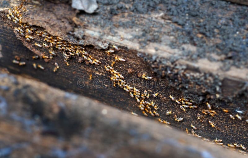 Marching Termites on Dry Bamboo. Stock Photo Image of white, metal