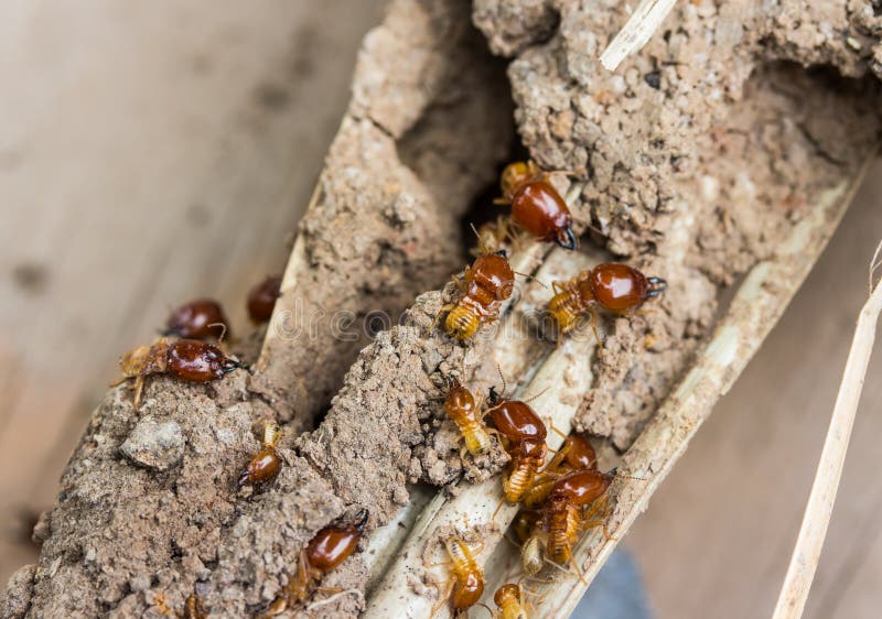 grounded termite download grounded termite download
