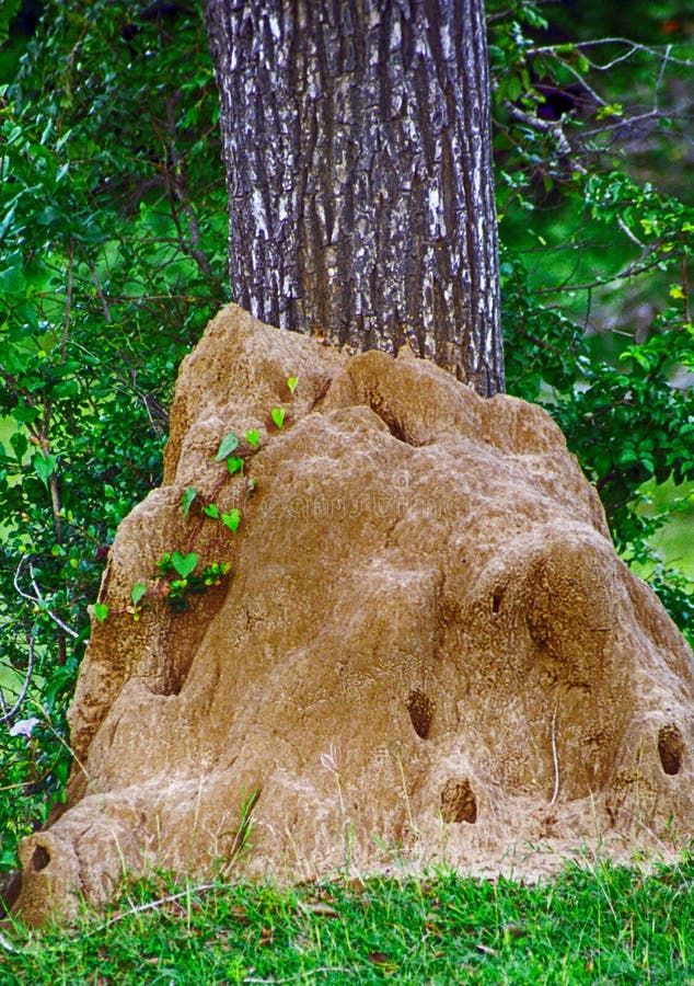 Termites, parc national occidental de Yala, Sri Lanka image libre de droits Termites, parc national occidental de Yala, Sri Lanka image libre de droits