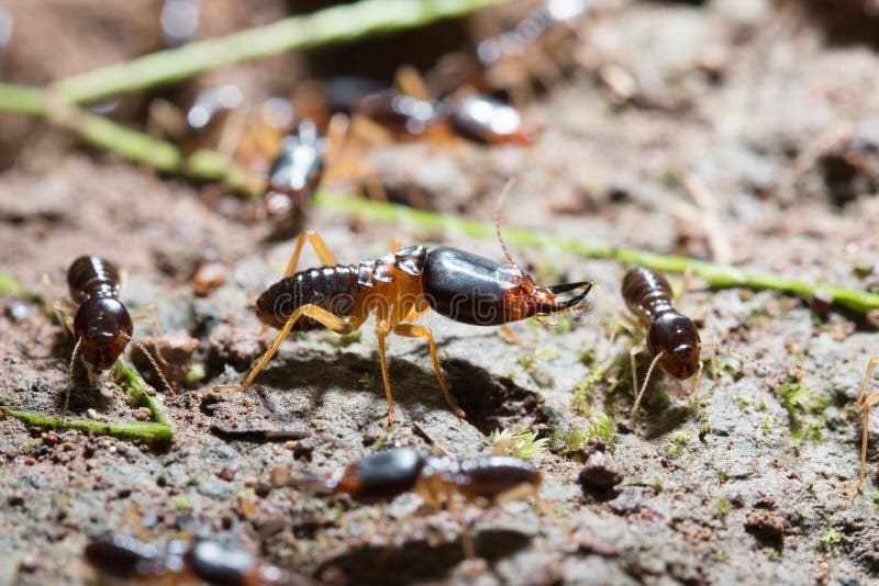 termites royalty free stock images termites royalty free stock images