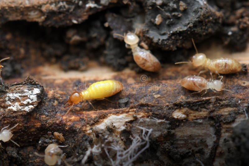 Termites in Termite Mound for Background. Stock Photo - Image of macro