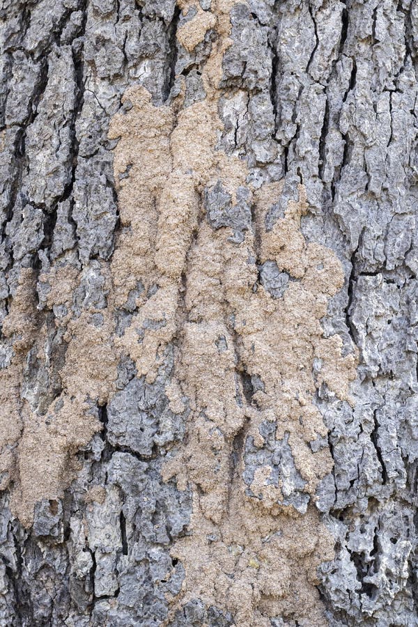 Termites on Tree Bark, Mud from Termites Stock Photo Image of outdoor