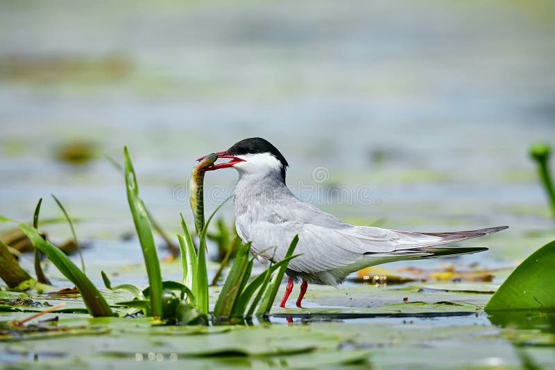 Tern chlidonias hybrida con pesce nel becco. uccello che guarda nel danube delta romania. stagno nell'habitat naturale immagini stock