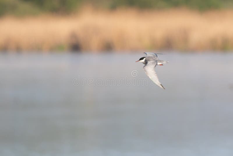 Tern Chlidonias hybrida. Un uccello vola sopra il fiume fotografie stock libere da diritti