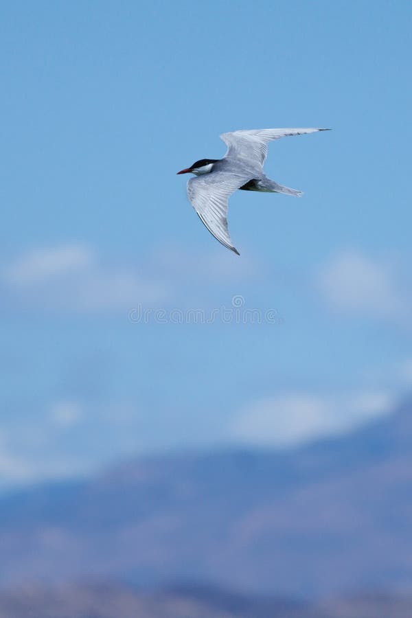 Tern chlidonias hybridus con sfondo bokeh di montagne credibili e cielo blu con nuvole fotografia stock