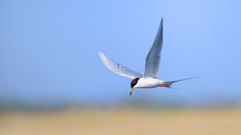 bolsas allowed in flight