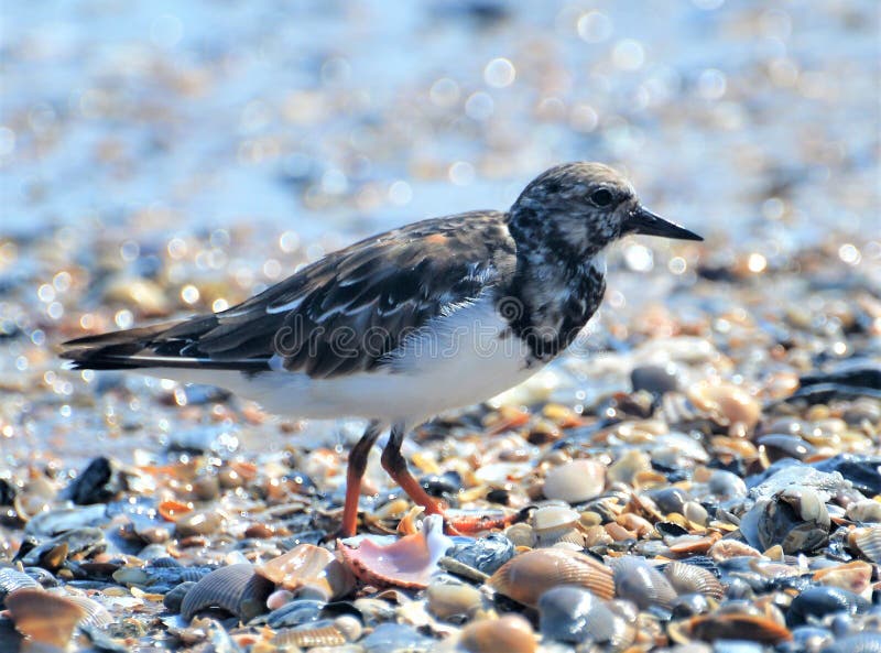 The Tern purposefully travels over the broken shells that line the beachfront as the tide shifts royalty free stock photo The Tern purposefully travels over the broken shells that line the beachfront as the tide shifts royalty free stock photo