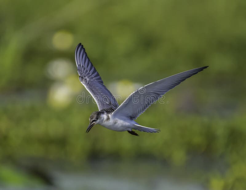 Terna sgridata nella diga di mongena a Dinokeng fotografia stock
