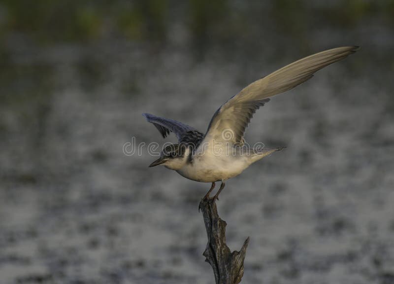 Terna sgridata nella diga di mongena a Dinokeng fotografie stock