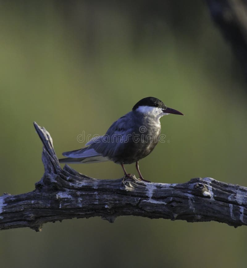 Terna sgridata nella diga di mongena a Dinokeng immagine stock