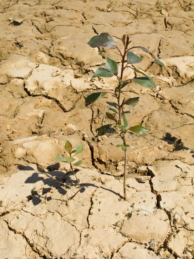 Drought land in the fields of catalonia. Drought land in the fields of catalonia