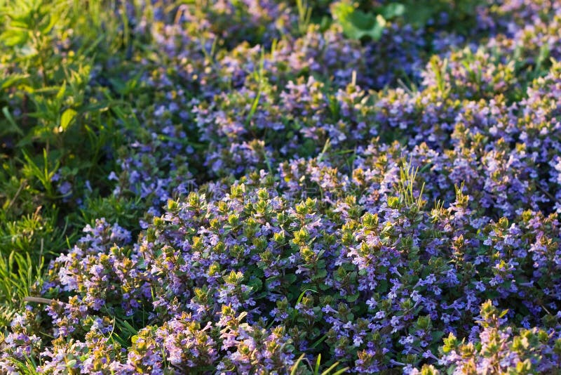 Terra-edera che fiorisce all'indicatore luminoso di sera di aprile fotografia stock