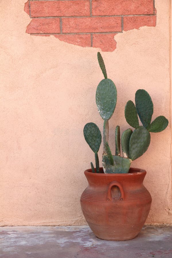 Terra för kaktuscottakruka