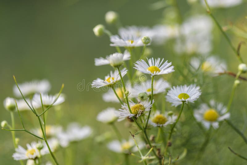 Terra posteriore dell'estratto con la margherita del fiore fotografia stock libera da diritti Terra posteriore dell'estratto con la margherita del fiore fotografia stock libera da diritti