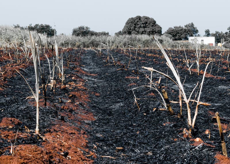 Nascente De água De Incêndio. Metano Em Combustão Na água. Fogo Frio Imagem  de Stock - Imagem de feiticeiro, subterrâneo: 214718589