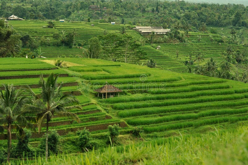 Terrace rice field, Bali, Indonesia