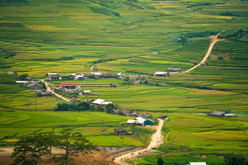 Terraced rice field in Mu Cang Chai, Vietnam