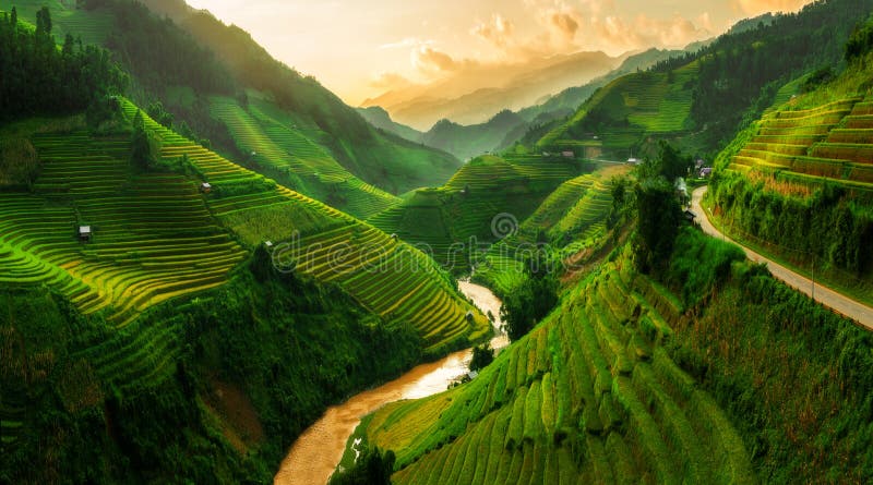 Terraced rice field in Mu Cang Chai, Vietnam