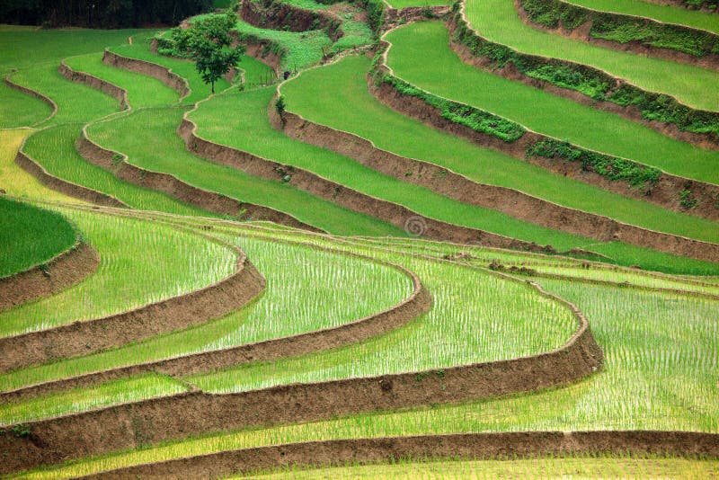 Terraced rice fields royalty free stock photography Terraced rice fields royalty free stock photography