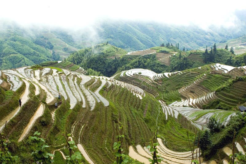 Terraced rice fields in Guilin, Longshan