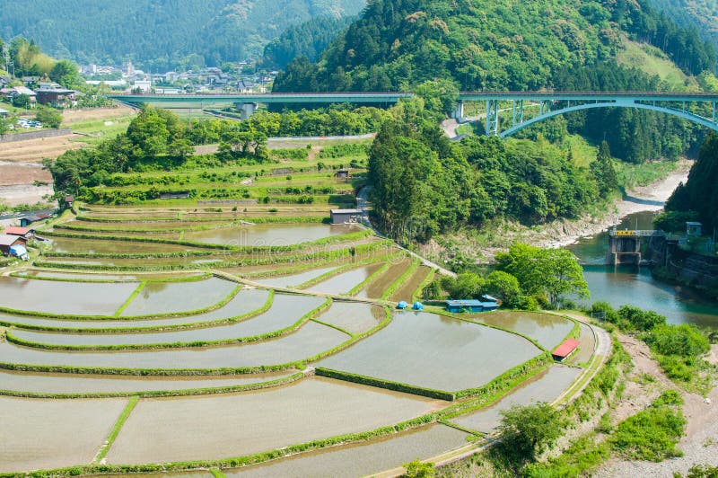 Terraced Rice Fields in Japan Stock Image Image of curved, mountains