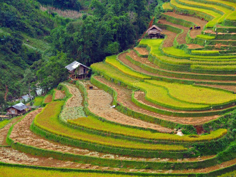 Terraced Rice Field, Mu Cang Chai Vietnam stock photo Terraced Rice Field, Mu Cang Chai Vietnam stock photo