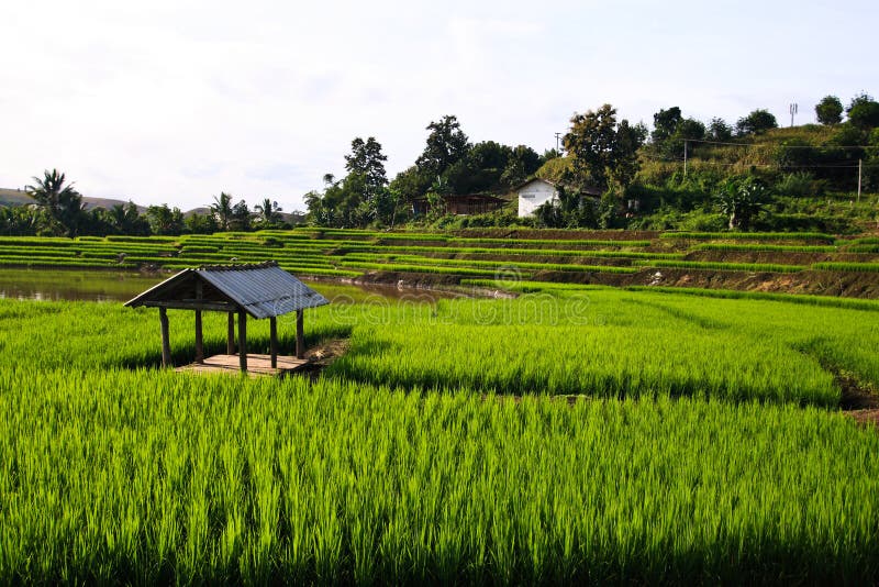 Terraced rice fields in northern Thailand