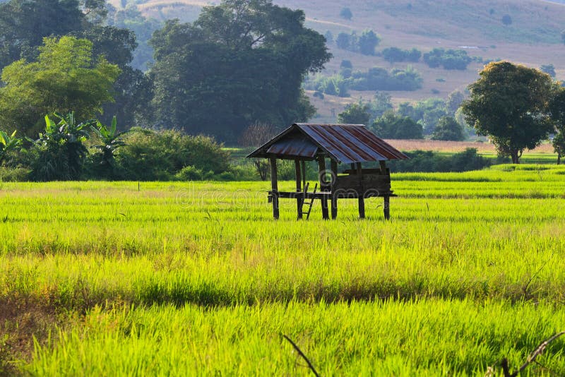 Terraced rice fields in northern Thailand