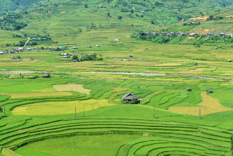 The H`Mong`s terraced rice field and their traditional houses in La Pan Tan commune, Mu Cang Chai dist., Yen Bai prov., Viet Nam. The H`Mong`s terraced rice field and their traditional houses in La Pan Tan commune, Mu Cang Chai dist., Yen Bai prov., Viet Nam