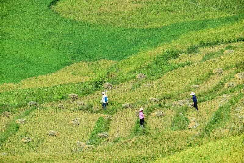 The H`Mong`s terraced rice field and their traditional houses in La Pan Tan commune, Mu Cang Chai dist., Yen Bai prov., Viet Nam. The H`Mong`s terraced rice field and their traditional houses in La Pan Tan commune, Mu Cang Chai dist., Yen Bai prov., Viet Nam