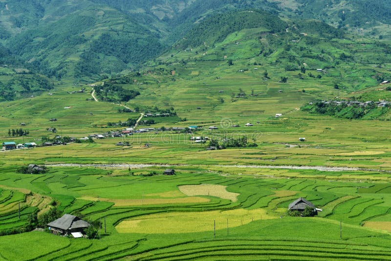 The H`Mong`s terraced rice field and their traditional houses in La Pan Tan commune, Mu Cang Chai dist., Yen Bai prov., Viet Nam. The H`Mong`s terraced rice field and their traditional houses in La Pan Tan commune, Mu Cang Chai dist., Yen Bai prov., Viet Nam