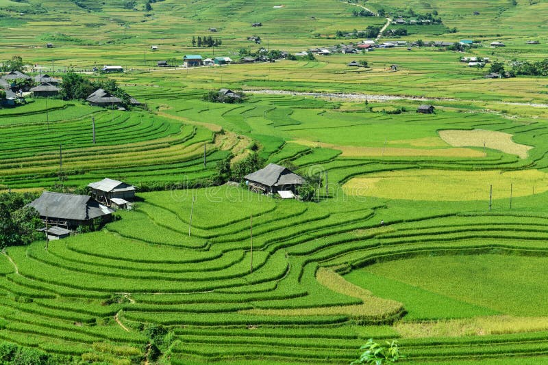 The H`Mong`s terraced rice field and their traditional houses in La Pan Tan commune, Mu Cang Chai dist., Yen Bai prov., Viet Nam. The H`Mong`s terraced rice field and their traditional houses in La Pan Tan commune, Mu Cang Chai dist., Yen Bai prov., Viet Nam