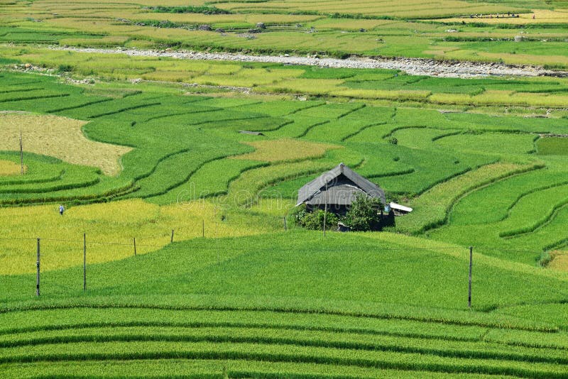 The H`Mong`s terraced rice field and their traditional houses in La Pan Tan commune, Mu Cang Chai dist., Yen Bai prov., Viet Nam. The H`Mong`s terraced rice field and their traditional houses in La Pan Tan commune, Mu Cang Chai dist., Yen Bai prov., Viet Nam