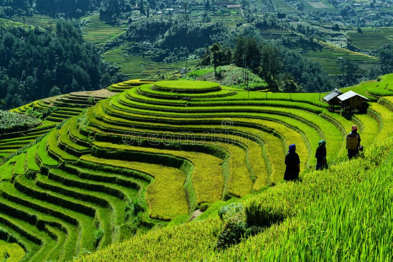 The H`Mong`s terraced rice field and their traditional houses in La Pan Tan commune, Mu Cang Chai dist., Yen Bai prov., Viet Nam. The H`Mong`s terraced rice field and their traditional houses in La Pan Tan commune, Mu Cang Chai dist., Yen Bai prov., Viet Nam