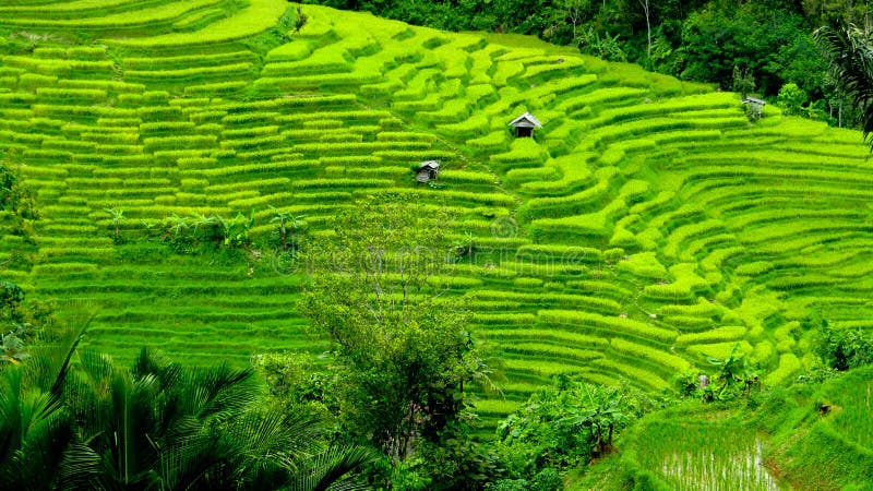 Terraced rice fields are very beautiful, and only exist in Cineam District, Tasikmalaya Regency, West Java. Terraced rice fields are very beautiful, and only exist in Cineam District, Tasikmalaya Regency, West Java.