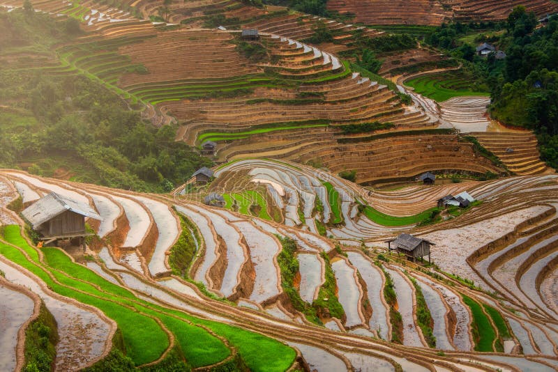 Terraced ricefield in water season in La Pan Tan at Vietnam