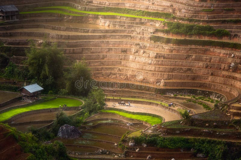 Terraced ricefield in water season in La Pan Tan at Vietnam