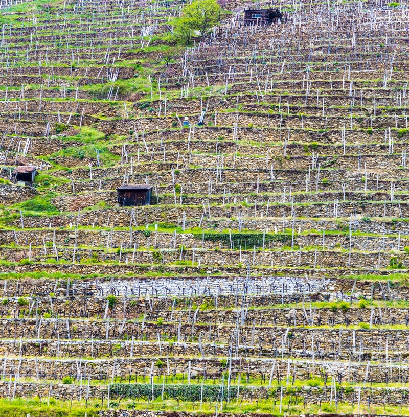 Terraced vineyards in the Wachau region stock images Terraced vineyards in the Wachau region stock images