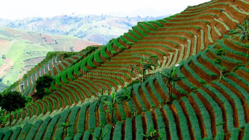 This terracing onion garden is located in Argamukti Village, Argapura District, Majalengka District, this is one of the best tourist attractions in Majalengka. This terracing onion garden is located in Argamukti Village, Argapura District, Majalengka District, this is one of the best tourist attractions in Majalengka