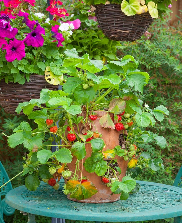 Terracotta planter with ripe strawberries