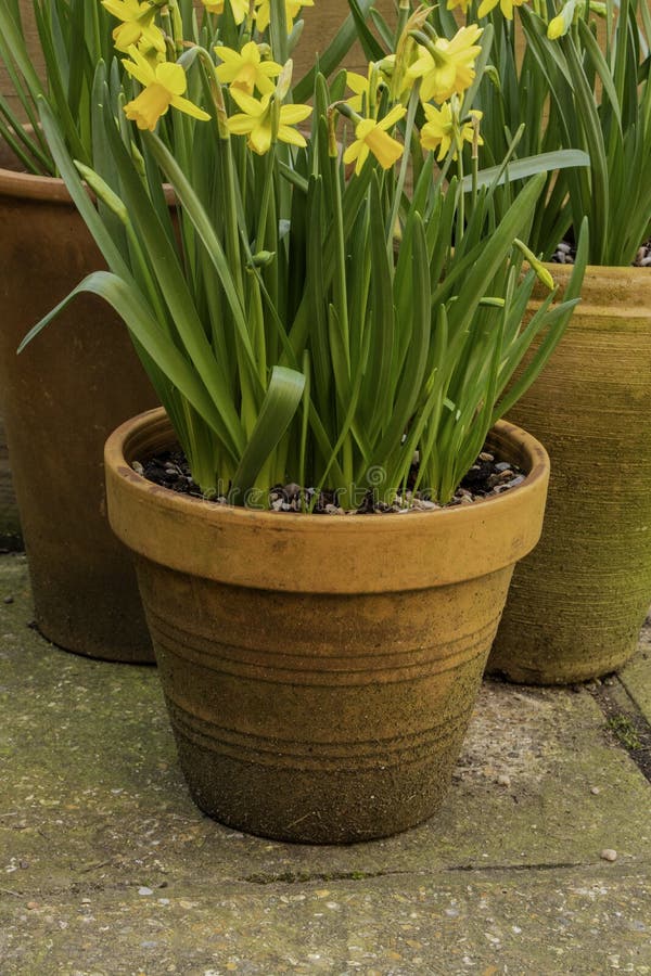 Daffodils In Pot stock photo. Image of growth, stem, flower 23740730